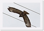 5 hiirihaukka Buteo buteo_7327 * 900 x 600 * (244KB)